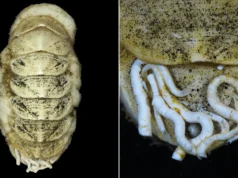 Esta estranha criatura do fundo do mar foi nomeada por milhares de pessoas online