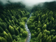As florestas estão a mudar rapidamente e os cientistas estão preocupados
