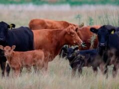 Quimili organiza Dia de Encontro Pecuário com foco em inovação e saúde