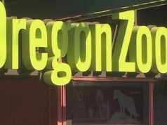 Vídeo: Urtiga, a lontra porco-espinho do Zoológico de Oregon, visita amigos