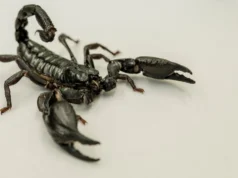 Novo mapa revela onde os escorpiões mortais têm maior probabilidade de atacar