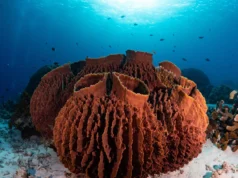 Estudo do MIT descobre que os primeiros animais da Terra podem ter sido esponjas antigas