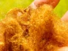 O lendário tecido dourado perdido há 2.000 anos está de volta