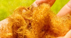 O lendário tecido dourado perdido há 2.000 anos está de volta