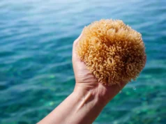 Os primeiros animais da Terra não tinham esqueletos, e isso mudou tudo