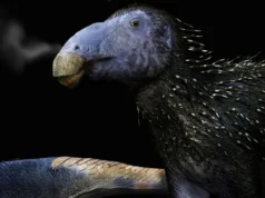 China descobre dinossauro de 125 milhões de anos com pontas ocas sem precedentes