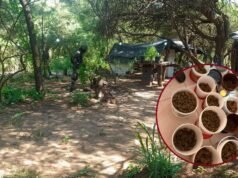 Destroem uma estufa de drogas em La Banda: 1.200 pés de maconha e um prisioneiro