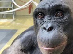 As festas de chá fingidas dos bonobos estão reescrevendo nossa compreensão da imaginação