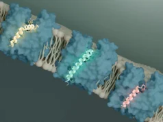 Cientistas descobrem interruptor para matar bactérias que pode transformar a luta contra superbactérias
