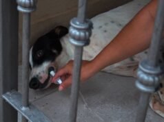 Eles relataram que criminosos envenenam cães para roubar no bairro Parque del Rio I