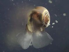 Cientistas alertam que os modelos climáticos estão faltando um ator-chave no oceano