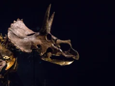 O Triceratops tinha um focinho enorme que pode ter esfriado sua enorme cabeça