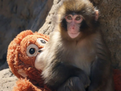 Filhote de macaco abandonado ‘Punch’ se tornando viral atrai multidões ao zoológico japonês