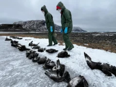 A gripe aviária H5N1 causa a primeira morte de animais selvagens na Antártica, mais de 50 skuas morrem
