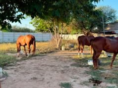 Cavalos de pólo caros roubados foram encontrados em uma casa no bairro de Belén