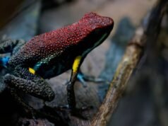 A ciência por trás do veneno do sapo teria sido Alexei Navalny World News