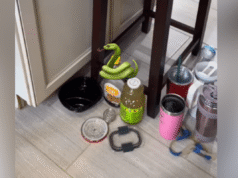 A dona da casa ouve um assobio em um armário – despreparada para o que encontra lá dentro