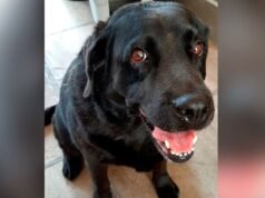 Procuram “Sombra”: pedem ajuda para encontrar um cachorro perdido no bairro do Século XXI