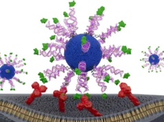 Esta vacina contra o HPV redesenhada treina células T para caçar o câncer