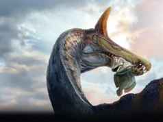 Espinossauro gigante com crista de espada, ou “garça do inferno” descoberto no deserto do Saara