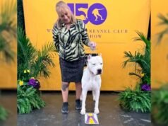 TÓQUIO, Bulldog Córdoba Argentino faz história em Westminster 2026