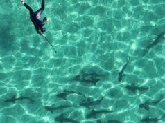 Ataques de tubarão aumentam em 2025, com apenas mortes dos EUA na Califórnia