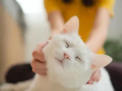 O ronronar de um gato diz mais do que você pensa