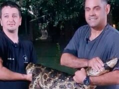 A surpresa do Chaco: ele vai atrás de sua casa e encontra um crocodilo na piscina