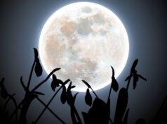 A lua cheia de neve de fevereiro brilha atrás de flocos de neve em uma foto etérea de inverno