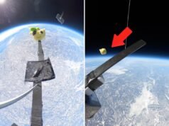 Bicho de pelúcia caiu da estratosfera da Terra