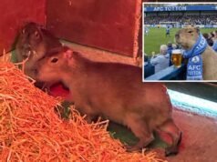 A capivara fugitiva, o maior roedor do mundo, virou fenômeno nas redes sociais