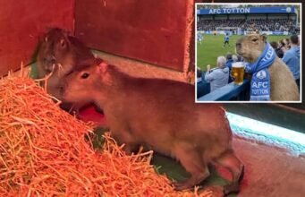 A capivara fugitiva, o maior roedor do mundo, virou fenômeno nas redes sociais