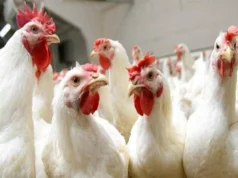 Após a redução em quilogramas…preço do frango na Bolsa de Aves hoje, segunda-feira, 23 de março de 2026.