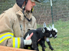 FOTOS: Cabrito entre animais resgatados do incêndio no prédio de Castle Rock