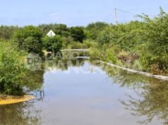 Eles alertam sobre a presença de animais silvestres após as cheias do Rio Dulce e pedem que não os mexam.
