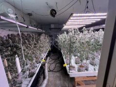 Polícia apreende US$ 100 mil e 3.500 pés de maconha na apreensão do condado de Clackamas