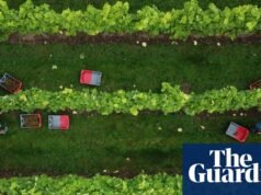 Produtores de vinho ingleses e galeses relatam aumento acentuado na produção em 2025 | Indústria de alimentos e bebidas