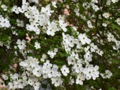 Chuvas esparsas e raios de sol são esperados em Portland na quinta-feira