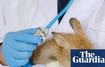 Veterinários do Reino Unido enfrentam pressão sobre as taxas, já que os donos de animais de estimação ficam sabendo das contas | Negócios