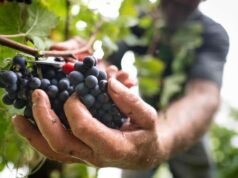 O atual Pinot noir já era cultivado na França na Idade Média.