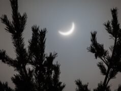 Será que esses abetos realmente “previram” o eclipse solar? Os cientistas estão divididos