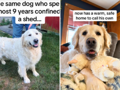 O rosto de um golden retriever trancado em um galpão por 9 anos finalmente encontrou um lar