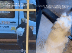 Cachorro pensa que foi ‘dognapped’ – a reação deixa os espectadores histéricos