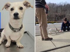 Abrigo encontra cachorro amarrado a mesa de piquenique – o que sobrou dele parte corações