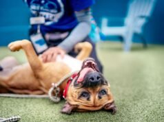 Os jovens americanos querem cachorros grandes, mas há um obstáculo que os impede