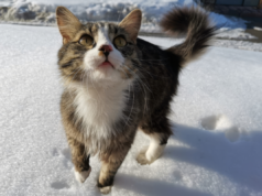 O que um gato faz em uma tempestade de neve de inverno: ‘Tão corajoso’