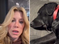 Mulher paga US$ 500 para babá de animais de estimação e retorna à cena de terror