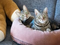 O casal ganha dois gatos para que possam abraçar um por um – algo que não sai conforme o planejado