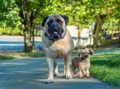 Cachorro grande ou cachorro pequeno? O que sua escolha diz sobre você, segundo um especialista