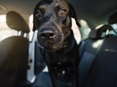 Labrador vai passear – por que ele derrete corações ‘animados’